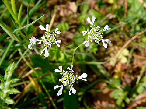 Mediterranean Hartwort - Tordylium apulum Seen in Late Minoan Armeni cemetery in Crete, Greece.  Geotagged,Greece,Mediterranean Hartwort,Spring,Tordylium apulum