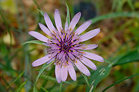 Purple salsify - Tragopogon porrifolius In many places online this plant from Crete figures as Tragopogon sinuatus (synonym).<br />
Seen in Late Minoan Armeni cemetery in Crete, Greece. <br />
Fruiting state of the flower:<br />
https://www.jungledragon.com/image/163133/purple_salsify_-_tragopogon_porrifolius.html<br />
 Geotagged,Greece,Purple salsify,Spring,Tragopogon porrifolius