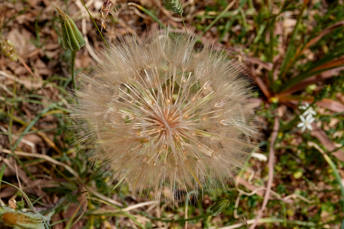 Purple salsify - Tragopogon porrifolius Seen in Late Minoan Armeni cemetery in Crete, Greece. <br />
Flower here:<br />
<figure class="photo"><a href="https://www.jungledragon.com/image/163132/purple_salsify_-_tragopogon_porrifolius.html" title="Purple salsify - Tragopogon porrifolius"><img src="https://s3.amazonaws.com/media.jungledragon.com/images/2298/163132_thumb.JPG?AWSAccessKeyId=05GMT0V3GWVNE7GGM1R2&Expires=1759968010&Signature=mmxtQVSot890xtq4%2Bez3M0ClAfw%3D" width="200" height="134" alt="Purple salsify - Tragopogon porrifolius In many places online this plant from Crete figures as Tragopogon sinuatus (synonym).<br />
Seen in Late Minoan Armeni cemetery in Crete, Greece. <br />
Fruiting state of the flower:<br />
https://www.jungledragon.com/image/163133/purple_salsify_-_tragopogon_porrifolius.html<br />
 Geotagged,Greece,Purple salsify,Spring,Tragopogon porrifolius" /></a></figure><br />
 Geotagged,Greece,Purple salsify,Spring,Tragopogon porrifolius