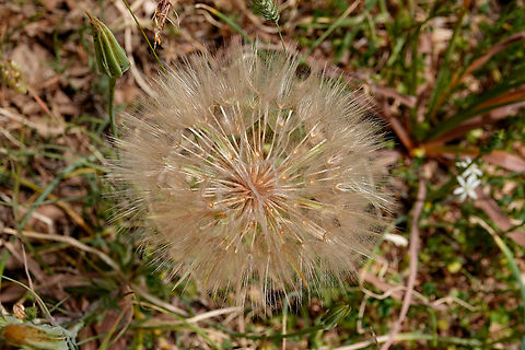 Purple salsify - Tragopogon porrifolius Seen in Late Minoan Armeni cemetery in Crete, Greece. 
Flower here:
https://www.jungledragon.com/image/163132/purple_salsify_-_tragopogon_porrifolius.html
 Geotagged,Greece,Purple salsify,Spring,Tragopogon porrifolius