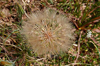 Purple salsify - Tragopogon porrifolius Seen in Late Minoan Armeni cemetery in Crete, Greece. <br />
Flower here:<br />
https://www.jungledragon.com/image/163132/purple_salsify_-_tragopogon_porrifolius.html<br />
 Geotagged,Greece,Purple salsify,Spring,Tragopogon porrifolius