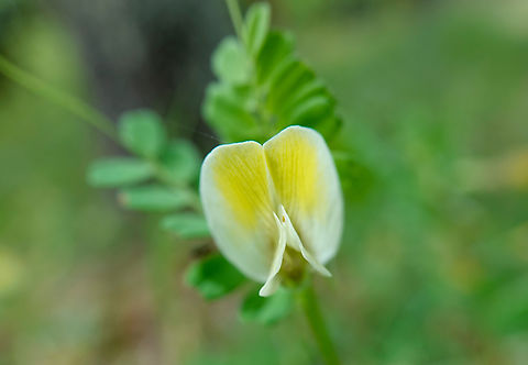 Hairy Yellow Vetch - Vicia hybrida Seen in Late Minoan Armeni cemetery in Crete, Greece.  Geotagged,Greece,Hairy Yellow Vetch,Spring,Vicia hybrida