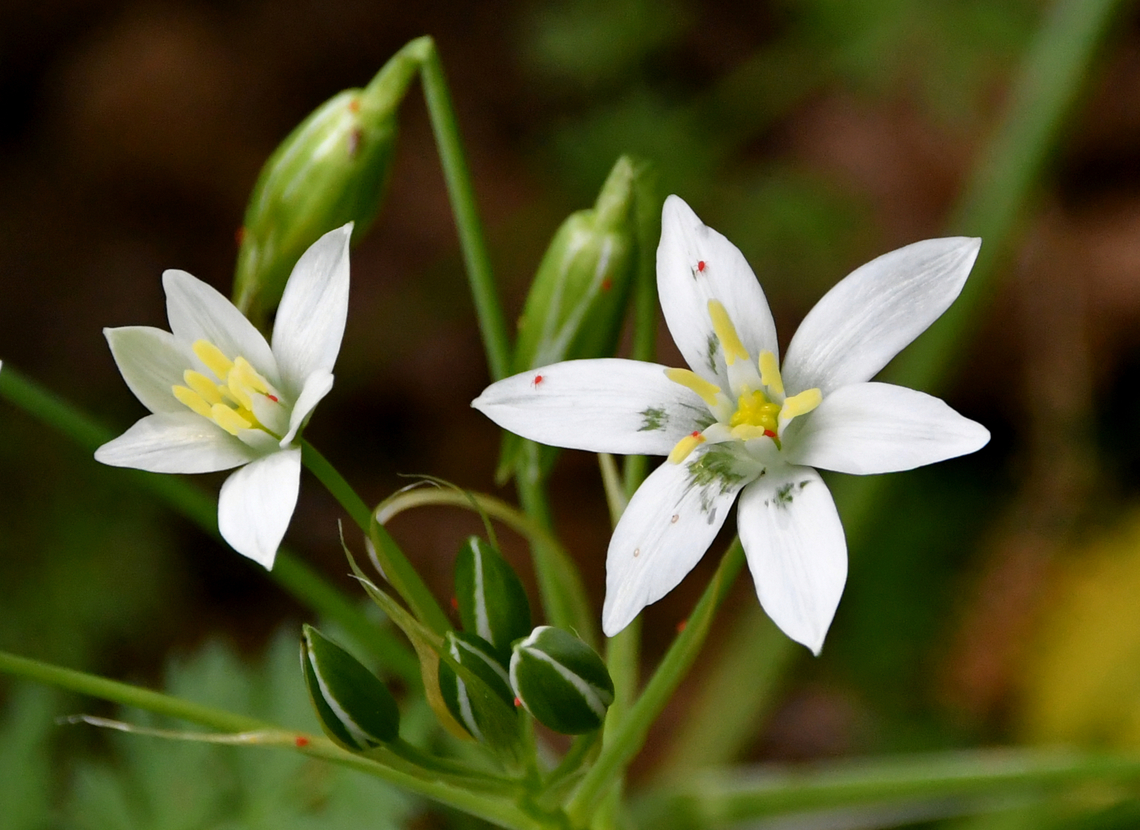 Narbonne Star-of-Bethlehem - Ornithogalum narbonense Seen in Late Minoan Armeni cemetery in Crete, Greece.  Geotagged,Greece,Narbonne Star-of-Bethlehem,Ornithogalum narbonense,Spring