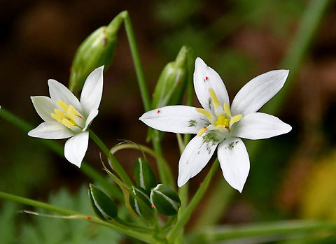 Narbonne Star-of-Bethlehem - Ornithogalum narbonense Seen in Late Minoan Armeni cemetery in Crete, Greece.  Geotagged,Greece,Narbonne Star-of-Bethlehem,Ornithogalum narbonense,Spring