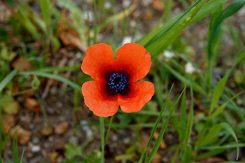 Sad poppy - Papaver hybridum Spili Hill, Crete, Greece. Geotagged,Greece,Papaver hybridum,Sad poppy,Spring
