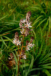 Branched asphodel - Asphodelus ramosus Spili Hill, Crete, Greece. Asphodelus ramosus,Branched asphodel,Geotagged,Greece,Spring