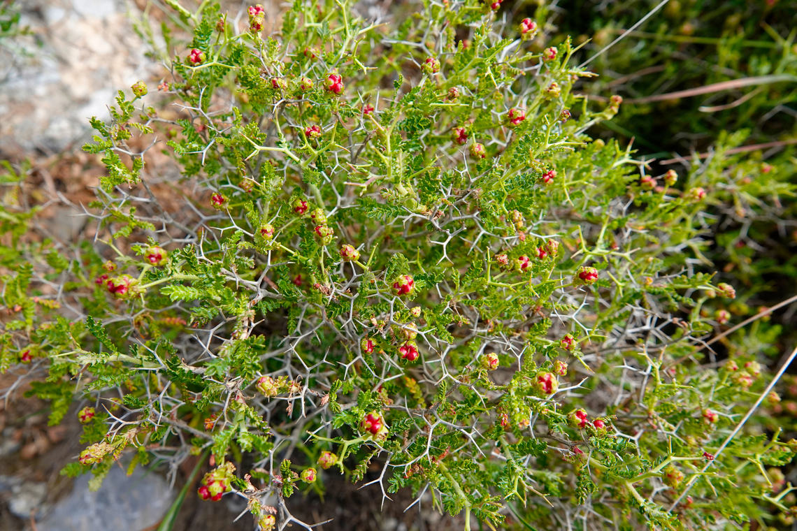 Spiny Burnet - Sarcopoterium spinosum Spili Hill, Crete, Greece. Geotagged,Greece,Sarcopoterium spinosum,Spiny Burnet,Spring