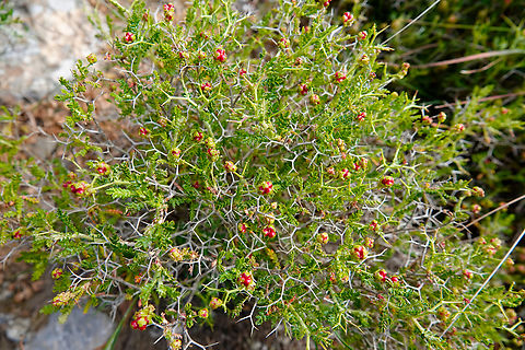 Spiny Burnet - Sarcopoterium spinosum Spili Hill, Crete, Greece. Geotagged,Greece,Sarcopoterium spinosum,Spiny Burnet,Spring