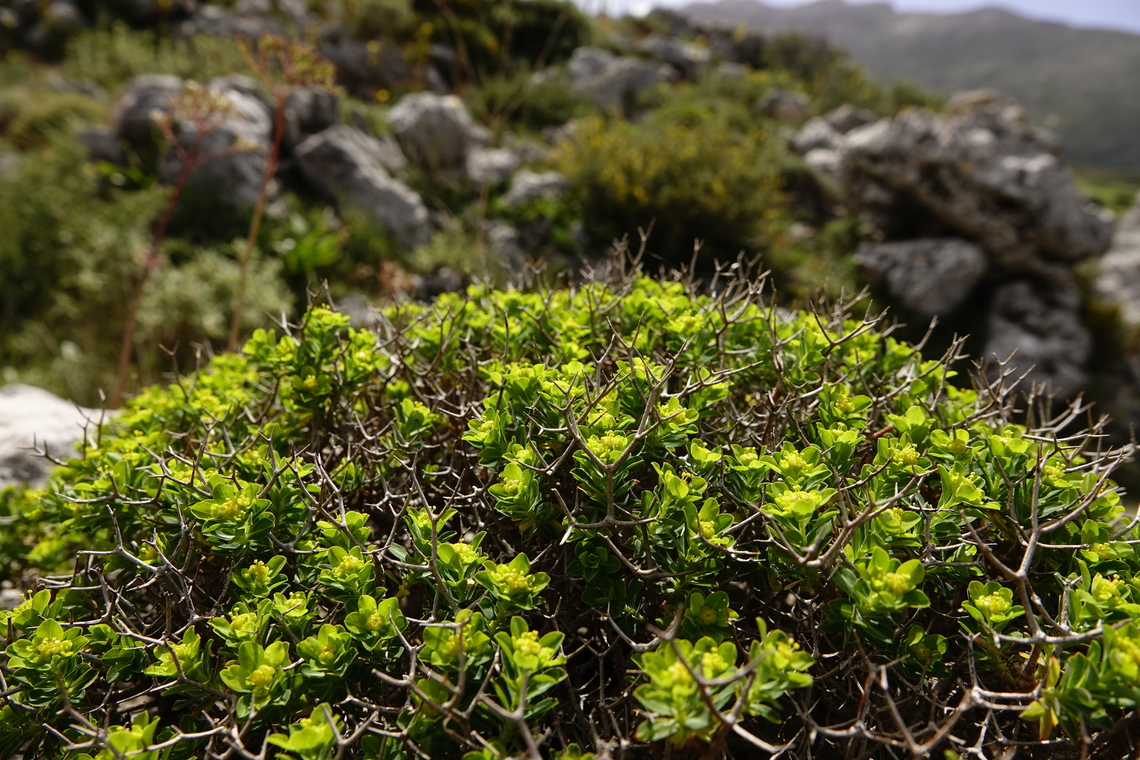 Greek Spiny Spurge - Euphorbia acanthothamnos Spili Hill, Crete, Greece.  Euphorbia acanthothamnos,Geotagged,Greece,Spring