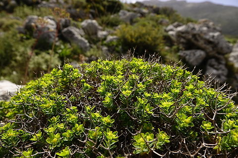 Greek Spiny Spurge - Euphorbia acanthothamnos Spili Hill, Crete, Greece.  Euphorbia acanthothamnos,Geotagged,Greece,Spring