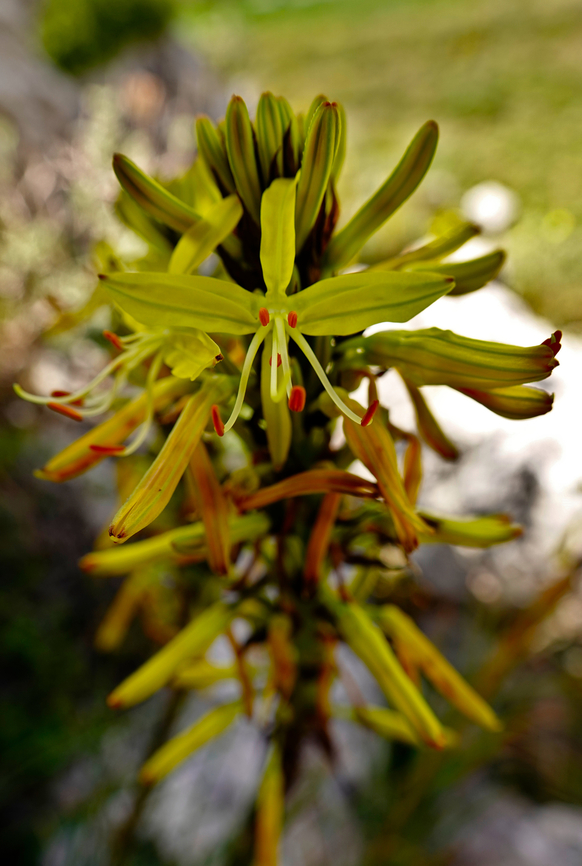 King's Spear - Asphodeline lutea Spili Hill, Crete, Greece.  Asphodeline lutea,Geotagged,Greece,King's Spear,Spring