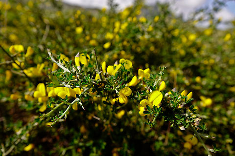 Hairy thorny broom - Calicotome villosa Spili Hill, Crete, Greece.  Calicotome villosa,Geotagged,Greece,Hairy thorny broom,Spring