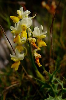 Sparse-flowered Orchid - Orchis pauciflora Spili Hill, Crete, Greece.  Geotagged,Greece,Orchis pauciflora,Sparse-flowered Orchid,Spring