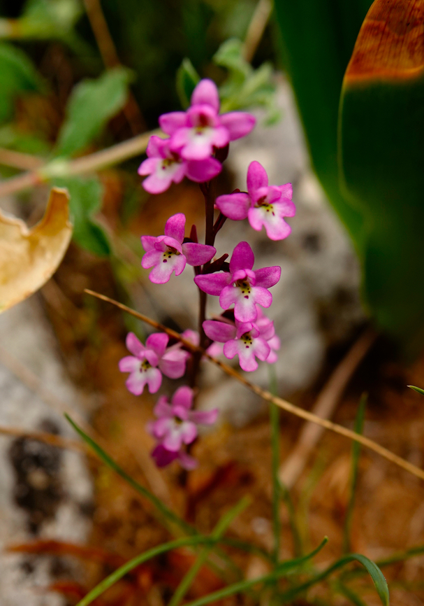Four-spotted orchis - Orchis quadripunctata Spili Hill, Crete, Greece.  Four-spotted orchis,Geotagged,Greece,Orchis quadripunctata,Spring