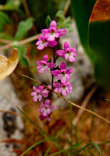 Four-spotted orchis - Orchis quadripunctata Spili Hill, Crete, Greece.  Four-spotted orchis,Geotagged,Greece,Orchis quadripunctata,Spring