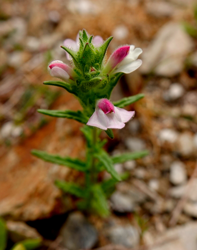Mediterranean Lineseed - Bellardia trixago Spili Hill, Crete, Greece.  Bellardia  trixago,Geotagged,Greece,Mediterranean Lineseed,Spring