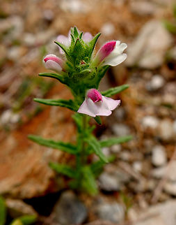 Mediterranean Lineseed - Bellardia trixago Spili Hill, Crete, Greece.  Bellardia  trixago,Geotagged,Greece,Mediterranean Lineseed,Spring