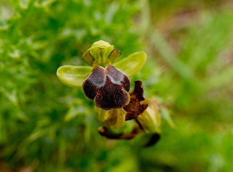 Ophrys fusca Spili Hill, Crete, Greece.  Geotagged,Greece,Ophrys fusca,Spring