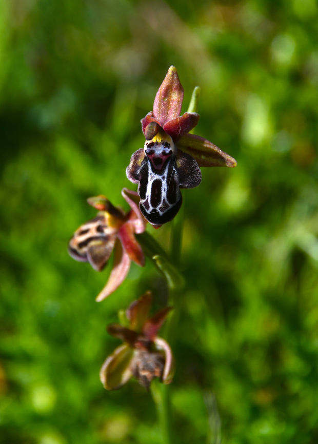 Ophrys ariadnae Spili Hill, Crete, Greece.  Geotagged,Greece,Ophrys ariadnae,Spring