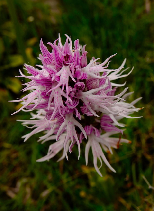 Italian orchid - Orchis italica Spili Hill, Crete, Greece.  Geotagged,Greece,Italian orchid,Orchis italica,Spring