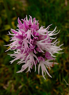 Italian orchid - Orchis italica Spili Hill, Crete, Greece.  Geotagged,Greece,Italian orchid,Orchis italica,Spring