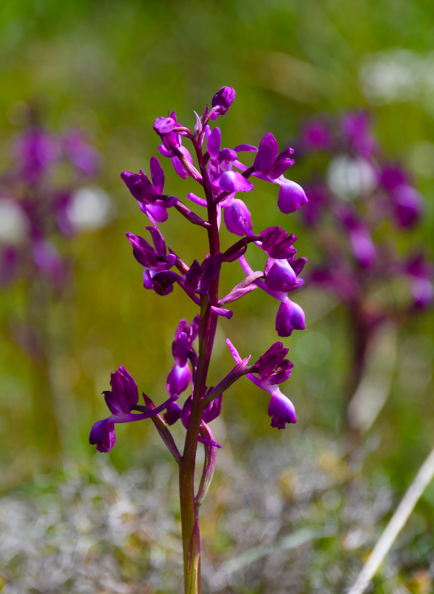 Loose-flowered orchid - Anacamptis_laxiflora Spili Hill, Crete, Greece.  Anacamptis laxiflora,Geotagged,Greece,Loose-flowered Orchid,Spring