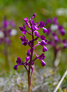 Loose-flowered orchid - Anacamptis_laxiflora Spili Hill, Crete, Greece.  Anacamptis laxiflora,Geotagged,Greece,Loose-flowered Orchid,Spring