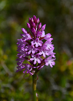 Pyramidal Orchid - Anacamptis pyramidalis Spili Hill, Crete, Greece.  Anacamptis pyramidalis,Geotagged,Greece,Pyramidal Orchid,Spring