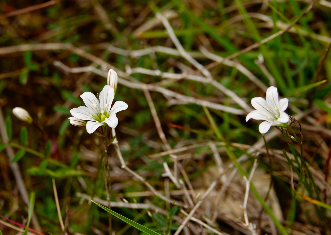 Greek lloydia - Gagea graeca Spili Hill, Crete, Greece.  Gagea graeca,Geotagged,Greece,Greek lloydia,Spring