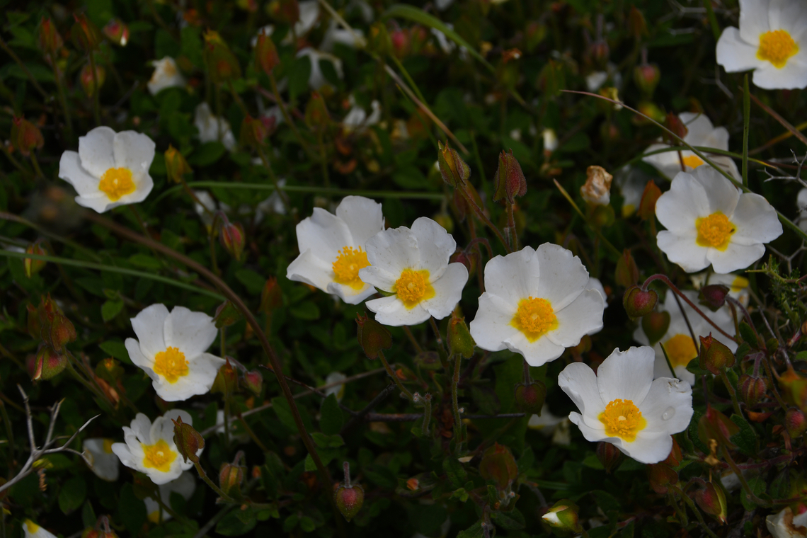 Sage-leaved rock-rose - Cistus salvifolius Spili Hill, Crete, Greece.  Cistus salviifolius,Geotagged,Greece,Spring