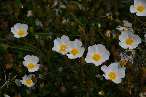 Sage-leaved rock-rose - Cistus salvifolius Spili Hill, Crete, Greece.  Cistus salviifolius,Geotagged,Greece,Spring