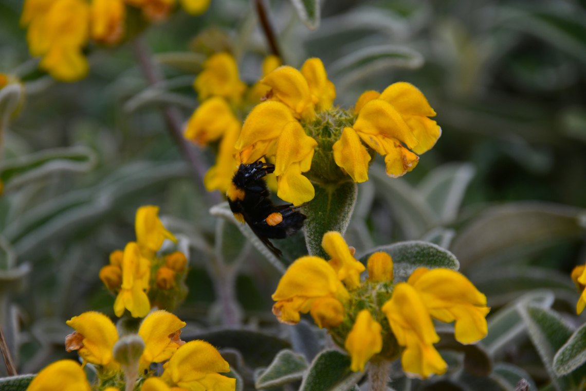 Dark-winged Bumblebee - Bombus argillaceus Spili Hill, Crete, Greece.  Bombus argillaceus,Geotagged,Greece,Spring