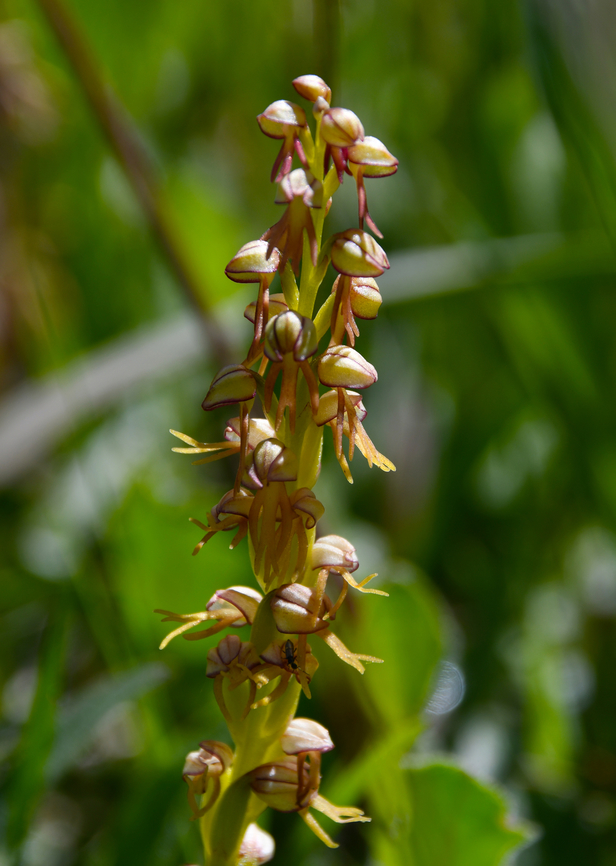 Man Orchid - Orchis anthropophora Meadow by the road between Spili and Gerakari, Crete (Greece). Geotagged,Greece,Man Orchid,Orchis anthropophora,Spring