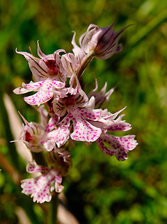 Three-toothed orchid - Neotinea tridentata Meadow by the road between Spili and Gerakari, Crete (Greece).  Geotagged,Greece,Neotinea tridentata,Spring,Three-toothed orchid