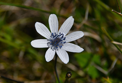 Anemone hortensis Possibly subsp. heldreichii.
Meadow by the road between Spili and Gerakari, Crete (Greece).  Anemone hortensis,Broad-leaved Anemone,Geotagged,Greece,Spring