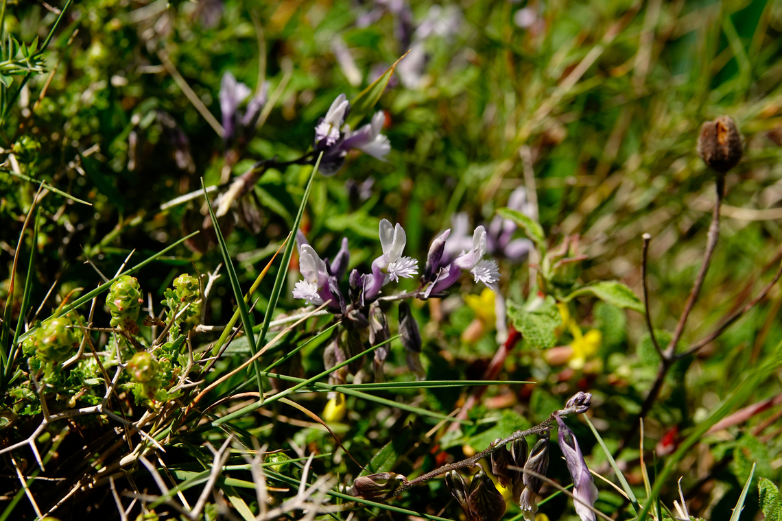 Veiny milkwort - Polygala venulosa Meadow by the road between Spili and Gerakari, Crete (Greece).  Geotagged,Greece,Polygala venulosa,Spring,Veiny milkwort