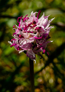 Monkey orchid - Orchis simia Meadow by the road between Spili and Gerakari, Crete (Greece).  Geotagged,Greece,Monkey orchid,Orchis simia,Spring