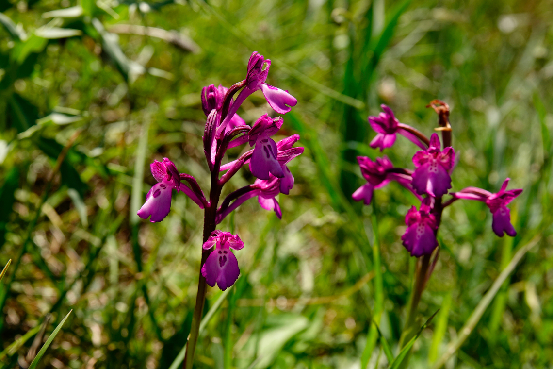 Anacamptis boryi Meadow by the road between Spili and Gerakari, Crete (Greece).  Anacamptis boryi,Geotagged,Greece,Spring