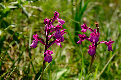 Anacamptis boryi Meadow by the road between Spili and Gerakari, Crete (Greece).  Anacamptis boryi,Geotagged,Greece,Spring