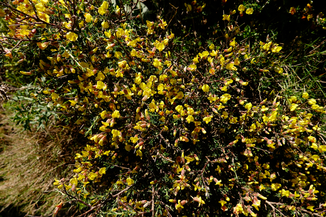 Chamaecytisus creticus Meadow by the road between Spili and Gerakari, Crete (Greece). <br />
<br />
 Chamaecytisus creticus,Geotagged,Greece,Spring