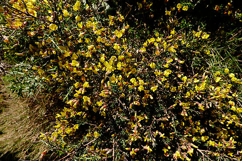 Chamaecytisus creticus Meadow by the road between Spili and Gerakari, Crete (Greece). 

 Chamaecytisus creticus,Geotagged,Greece,Spring