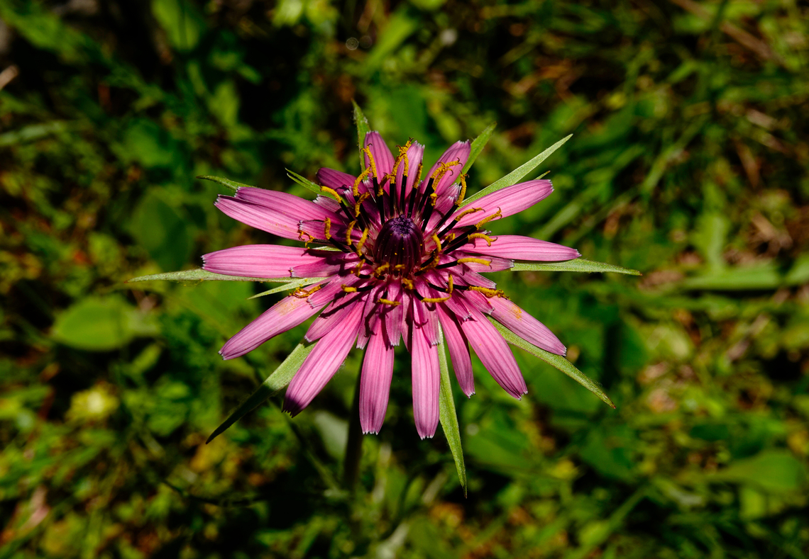 Purple salsify - Tragopogon porrifolius Meadow by the road between Spili and Gerakari, Crete (Greece).  Geotagged,Greece,Purple salsify,Spring,Tragopogon porrifolius