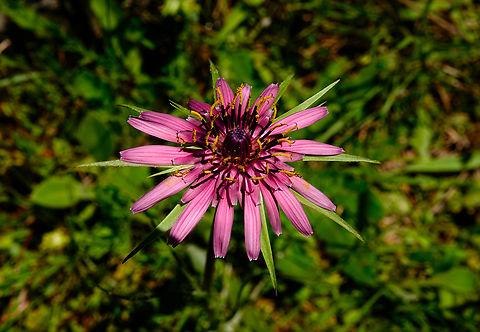 Purple salsify - Tragopogon porrifolius Meadow by the road between Spili and Gerakari, Crete (Greece).  Geotagged,Greece,Purple salsify,Spring,Tragopogon porrifolius
