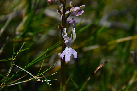 Anatolian Orchid - Orchis anatolica Meadow by the road between Spili and Gerakari, Crete (Greece).  Anatolian Orchid,Geotagged,Greece,Orchis anatolica,Spring