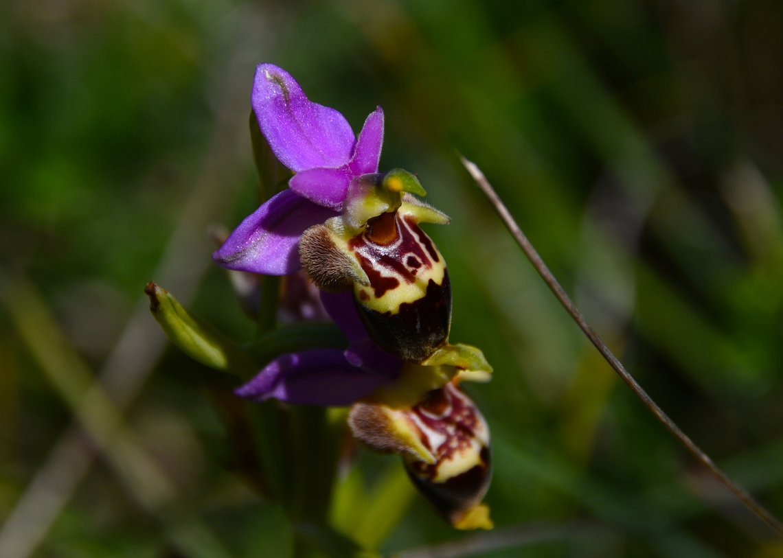Marengo Orchid - Ophrys heldreichii Meadow by the road between Spili and Gerakari, Crete (Greece).  Geotagged,Greece,Marengo Orchid,Ophrys heldreichii,Spring