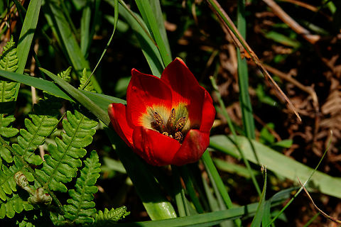 Lilac Wonder - Tulipa doerfleri Meadow by the road between Spili and Gerakari, Crete (Greece).  Geotagged,Greece,Lilac Wonder,Spring,Tulipa doerfleri