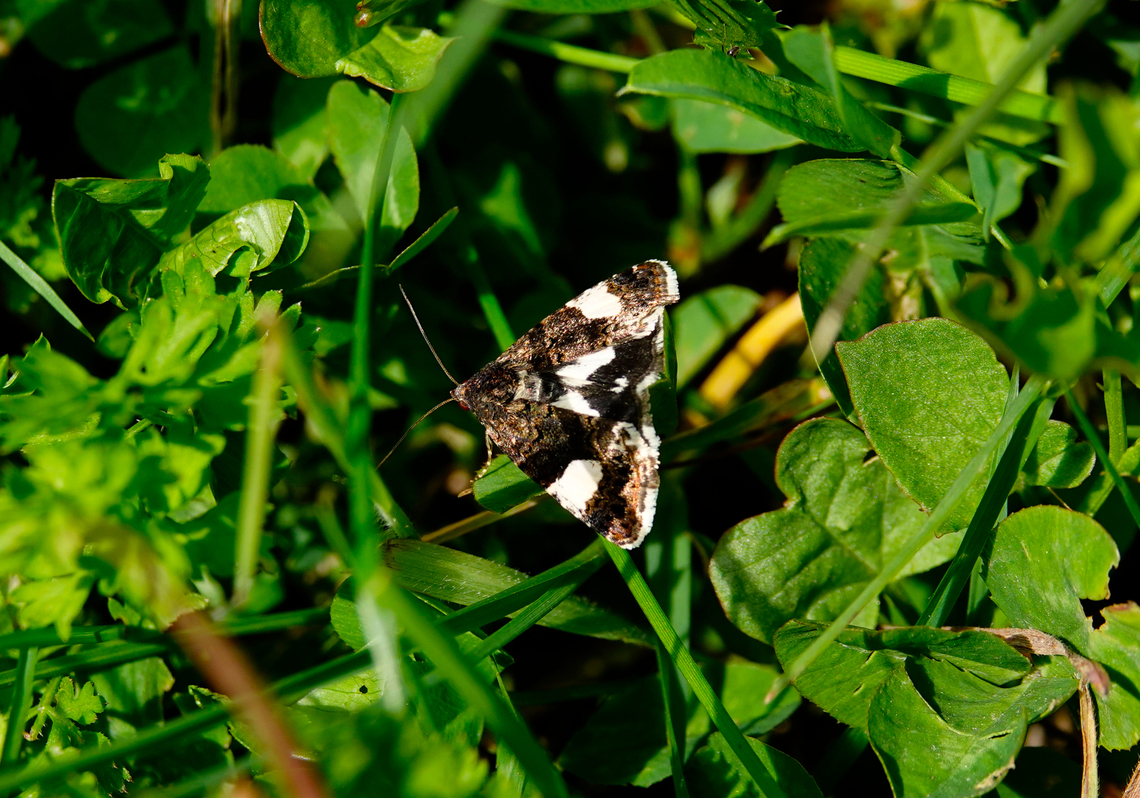 Four-spotted Moth - Tyta luctuosa Meadow by the road between Spili and Gerakari, Crete (Greece).  Four-spotted Moth,Geotagged,Greece,Spring,Tyta luctuosa
