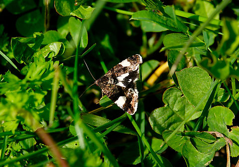 Four-spotted Moth - Tyta luctuosa Meadow by the road between Spili and Gerakari, Crete (Greece).  Four-spotted Moth,Geotagged,Greece,Spring,Tyta luctuosa