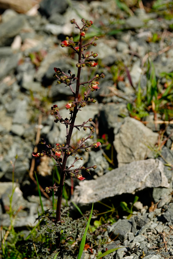 Pale Figwort - Scrophularia lucida Meadow by the road between Spili and Gerakari, Crete (Greece).  Geotagged,Greece,Pale Figwort,Scrophularia lucida,Spring