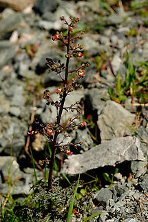 Pale Figwort - Scrophularia lucida Meadow by the road between Spili and Gerakari, Crete (Greece).  Geotagged,Greece,Pale Figwort,Scrophularia lucida,Spring
